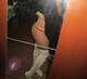Foto privada de Sweet_Evelyn