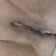 Creampie