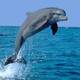 delfinottoblu